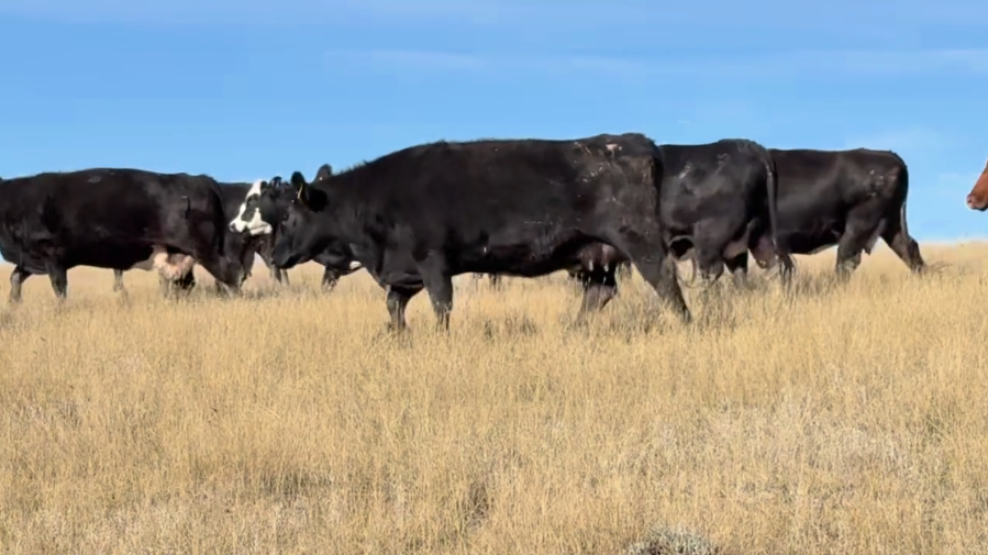 Home-raised, 1400lb April-May calvers! ~ Gonna sell fast ~ BC1010A5
